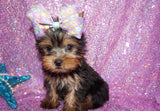 SWEETIE AKC REGISTERED  YORKSHIRE TERRIER YORKIE FEMALE BORN 11-09-2022 READY NOW!! Click Here For More Info