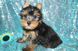 HENRY YORKSHIRE TERRIER YORKIE MALE BORN 4-20-2022 READY NOW!! Click Here For More Info