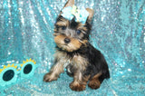 HENRY YORKSHIRE TERRIER YORKIE MALE BORN 4-20-2022 READY NOW!! Click Here For More Info
