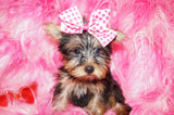 Yorkie Puppies