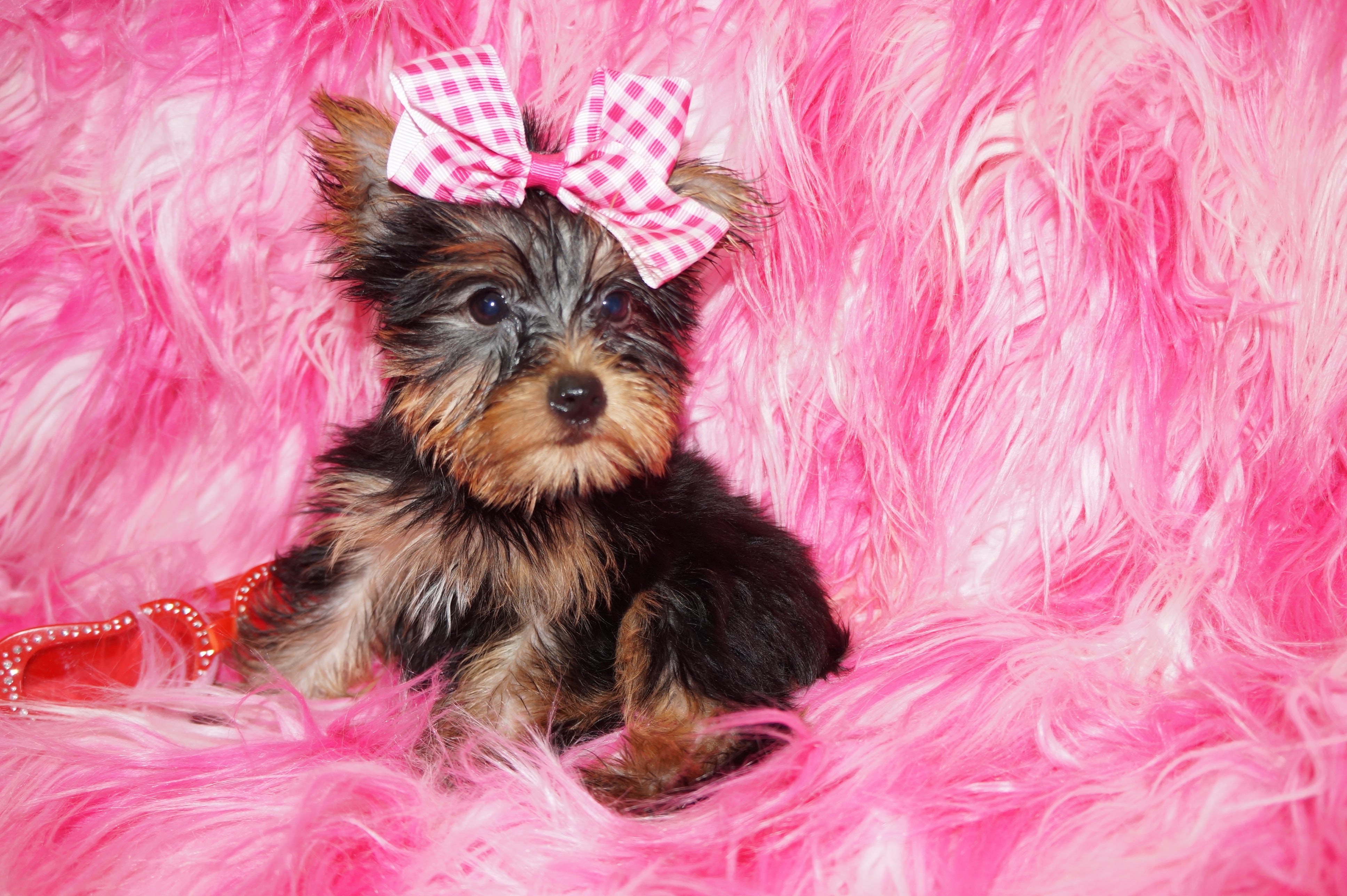Hold! Hope Yorkshire Terrier Yorkie Female BORN 4-20-2022 READY NOW!! Click Here For Info.