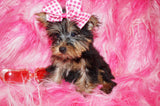 Yorkie Puppies