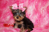 Yorkie Puppies