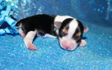 Shih Tzu Puppies