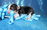 SOLD TO TIFFANY!! Willie AKC Registered Male Parti Yorkie Born 8-31-2022 Click Here For More Info