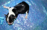 Shih Tzu Puppies