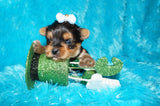 SOLD!! Oscar Yorkshire Terrier Yorkie  Male Black And Gold Born 12-23-2022 Click Here For More Info
