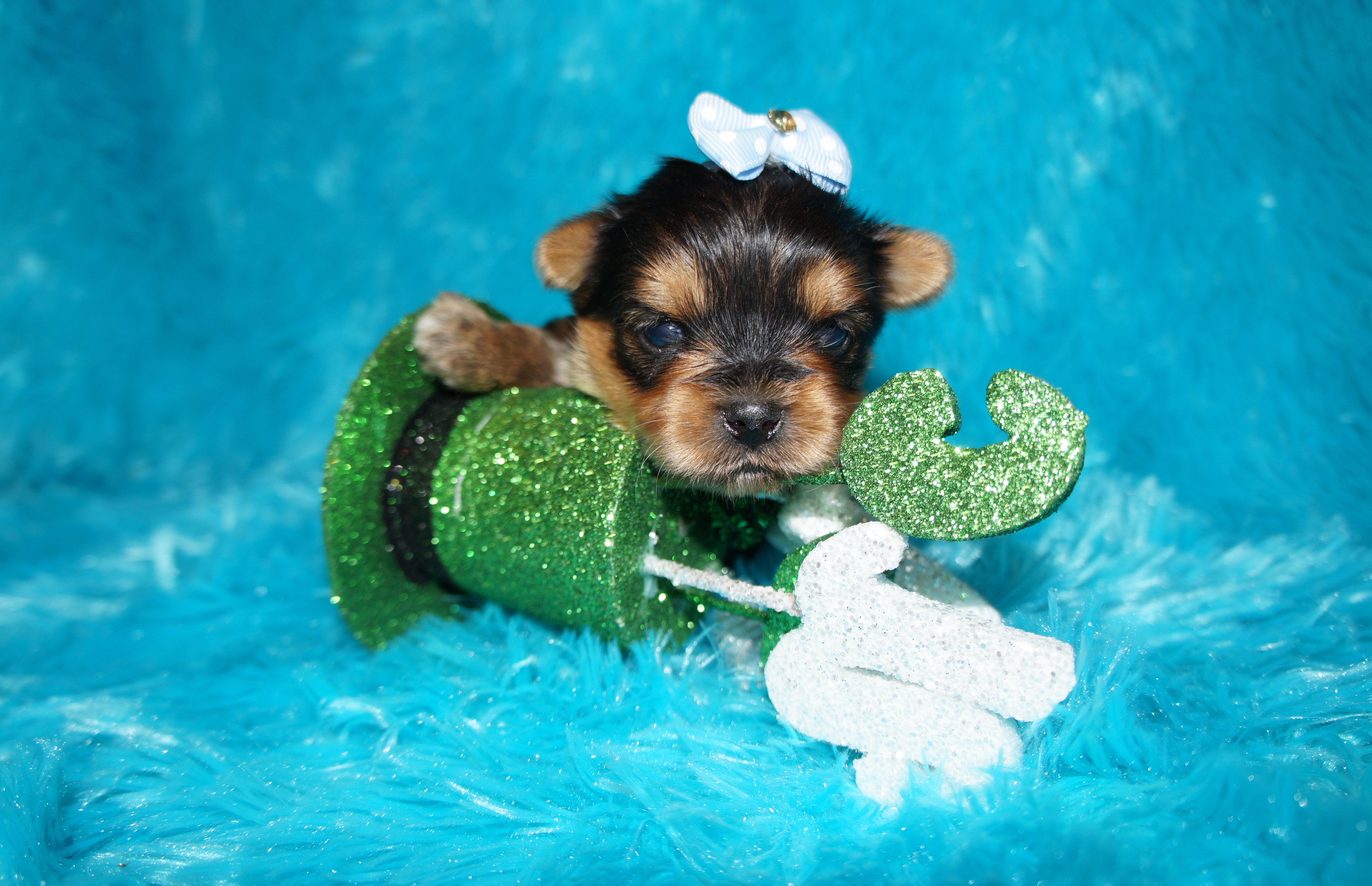 SOLD!! Oscar Yorkshire Terrier Yorkie  Male Black And Gold Born 12-23-2022 Click Here For More Info