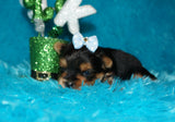 Yorkie Puppies