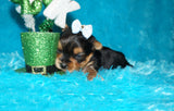 Yorkie Puppies