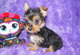 Chanel Yorkie Yorkshire Terrier Female Born 8-31-2022 READY NOW!! Click Here For More Info
