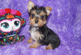 Yorkie Puppies