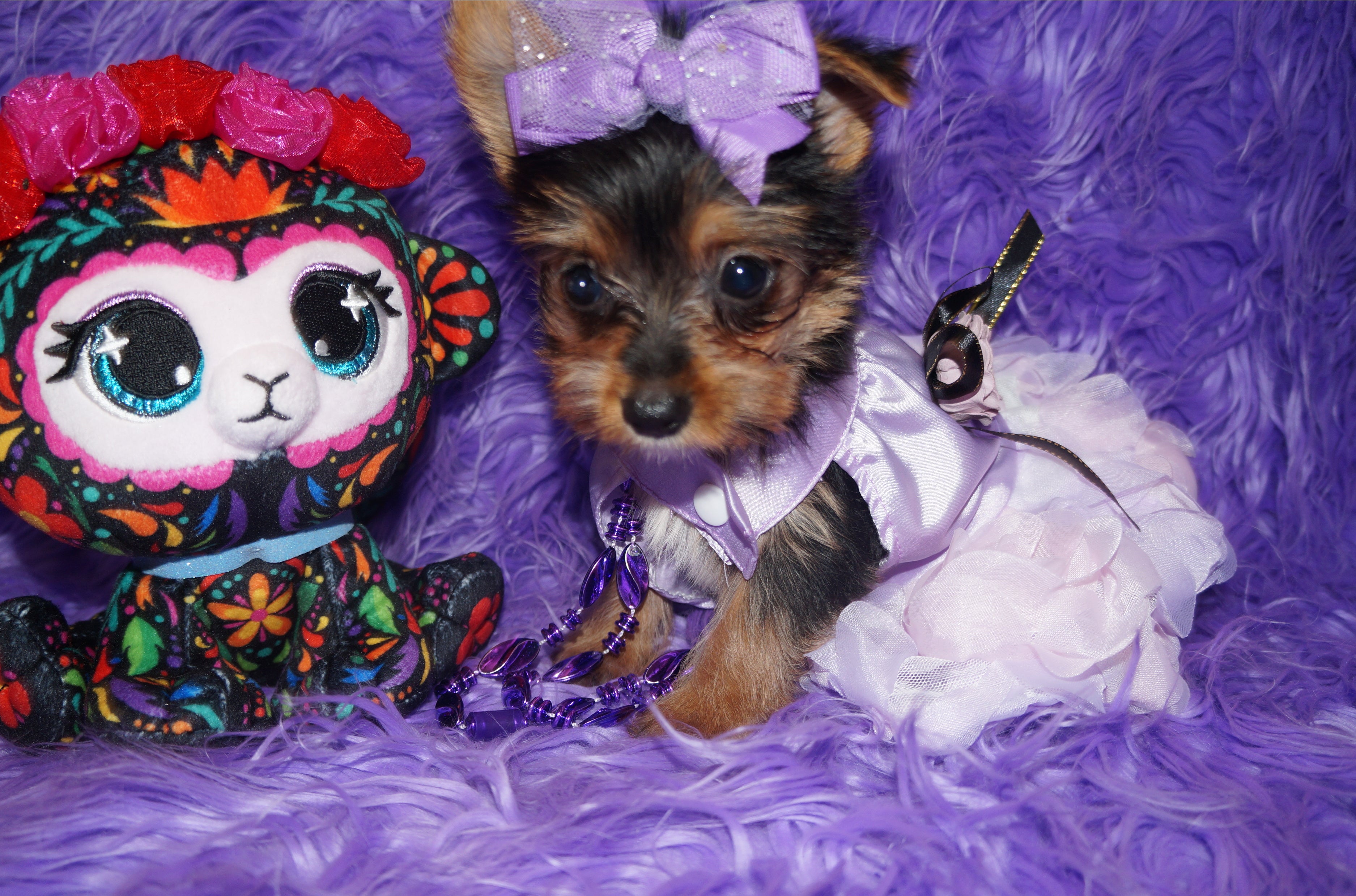 Chanel Yorkie Yorkshire Terrier Female Born 8-31-2022 READY NOW!! Click Here For More Info