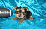 SOLD TO SHERRIE!! Dior Yorkshire Terrier Yorkie  Male Black And Gold Born 6-25-2022 Click Here For More Info