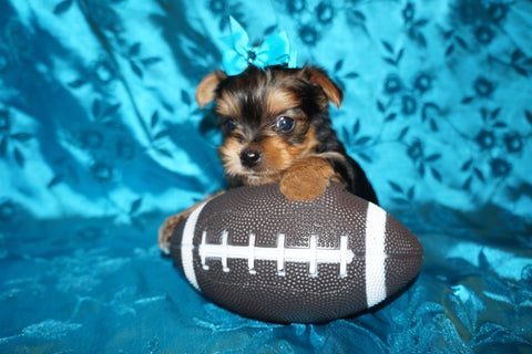 Yorkie Puppies