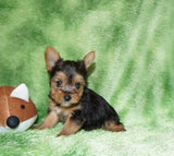 yorkie puppies