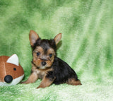 SALE!! Lego  Yorkshire Terrier Yorkie Male Black And Gold Born 9-16-2023  Click Here For More Info