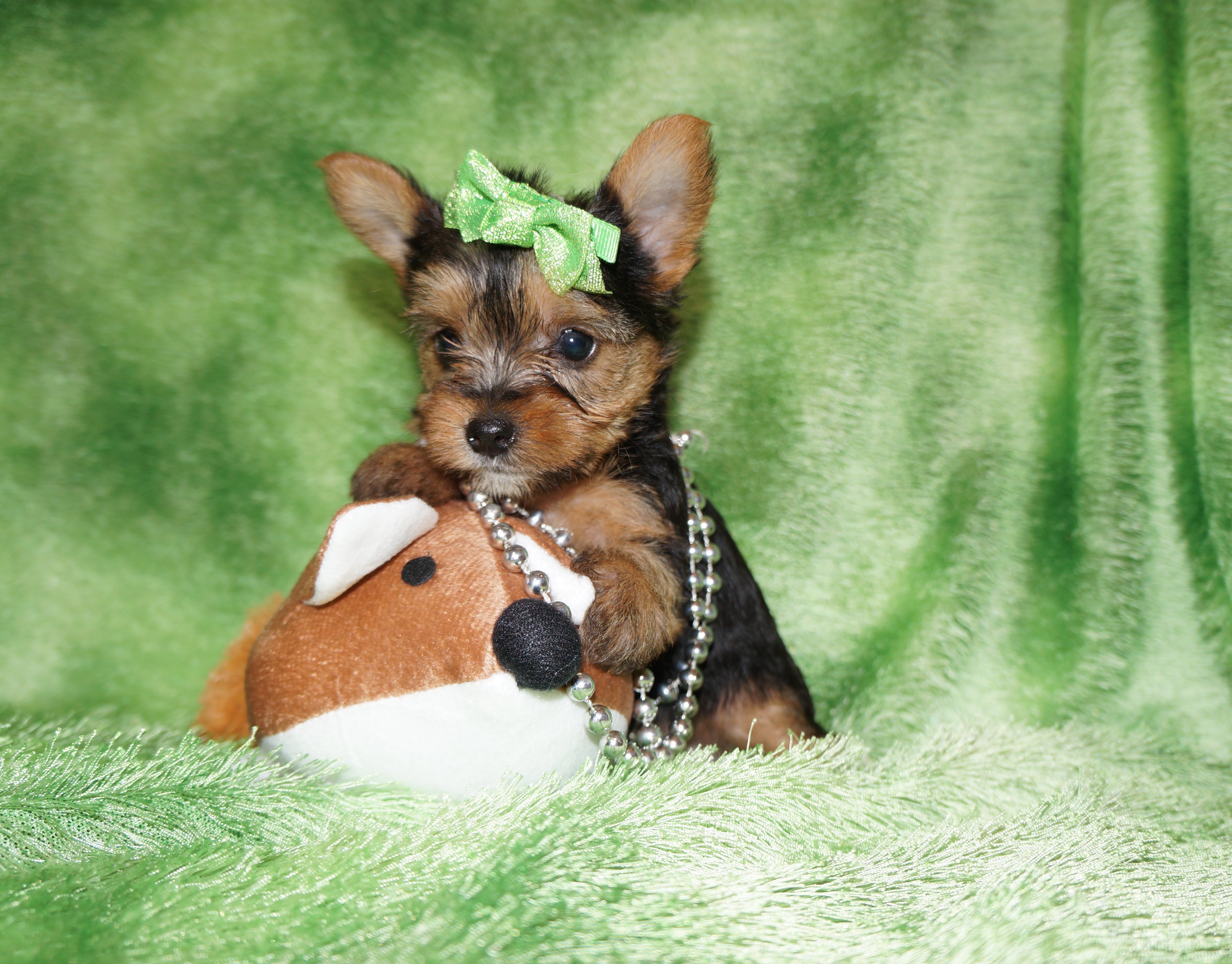 SALE!! Lego  Yorkshire Terrier Yorkie Male Black And Gold Born 9-16-2023  Click Here For More Info