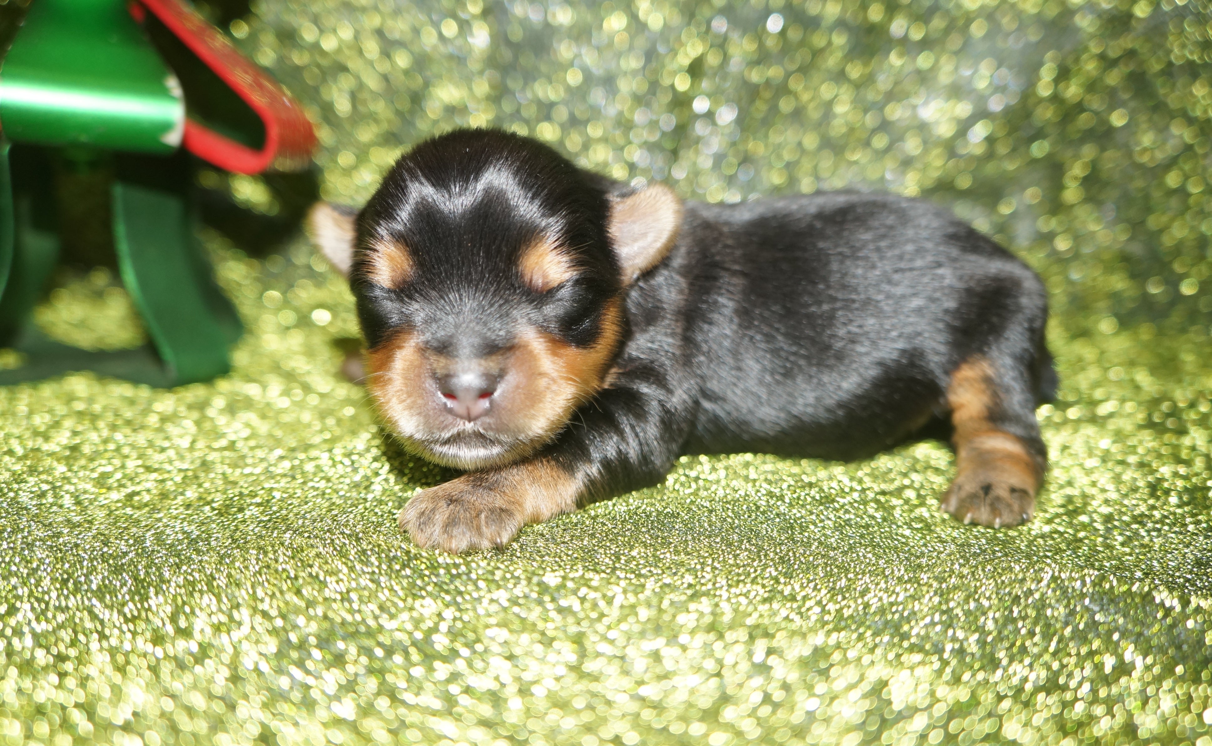 SOLD TO CURT!! Jingle AKC Registered Yorkie Yorkshire Terrier Male Black And Gold Born 11-09-2022 READY FOR CHRISTMAS!!