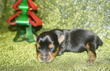 SOLD TO CURT!! Jingle AKC Registered Yorkie Yorkshire Terrier Male Black And Gold Born 11-09-2022 READY FOR CHRISTMAS!!