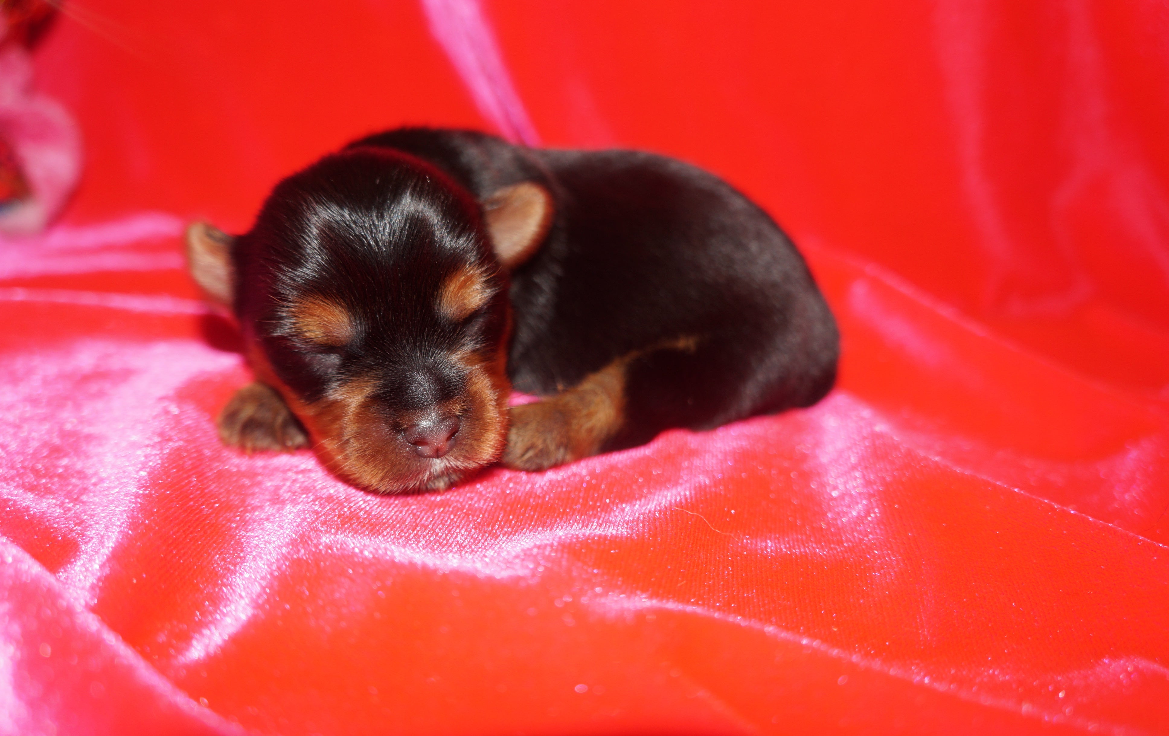 SOLD TO HUNTER!! Cheer AKC Registered Yorkie Yorkshire Terrier Female Black And Gold Born 11-09-2022 READY FOR CHRISTMAS!!