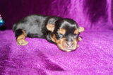 SOLD! Merry  AKC Registered Yorkie Yorkshire Terrier Female Black And Gold Born 11-09-2022 READY FOR CHRISTMAS!!