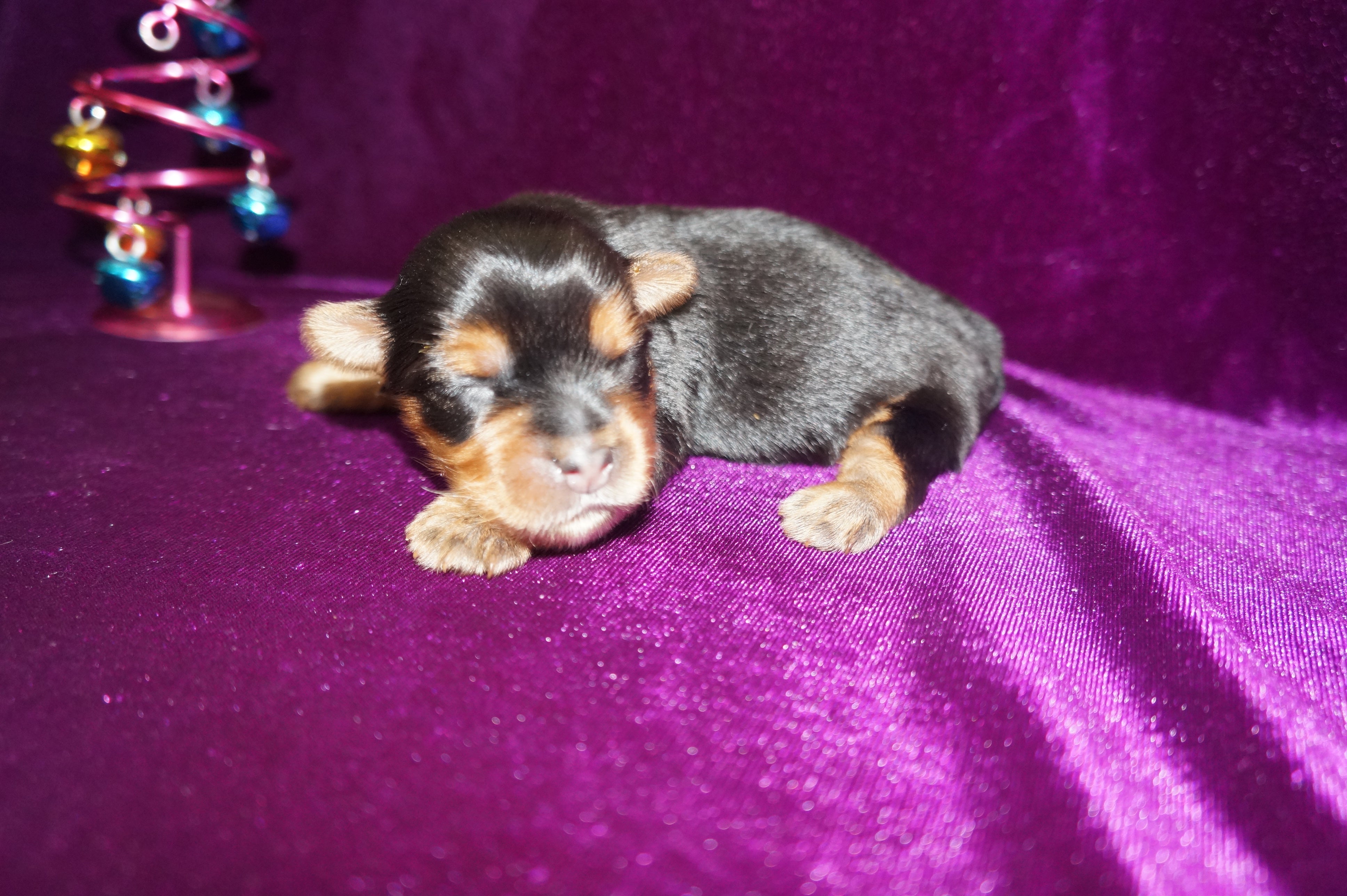 SOLD! Merry  AKC Registered Yorkie Yorkshire Terrier Female Black And Gold Born 11-09-2022 READY FOR CHRISTMAS!!