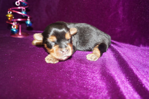 Yorkie Puppies