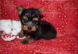 SOLD!! Hector TEACUP  Yorkshire Terrier Yorkie Black And Gold Male Born 10-19-2022 READY FOR CHRISTMAS!! Click Here For More Info