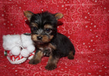 SOLD!! Hector TEACUP  Yorkshire Terrier Yorkie Black And Gold Male Born 10-19-2022 READY FOR CHRISTMAS!! Click Here For More Info