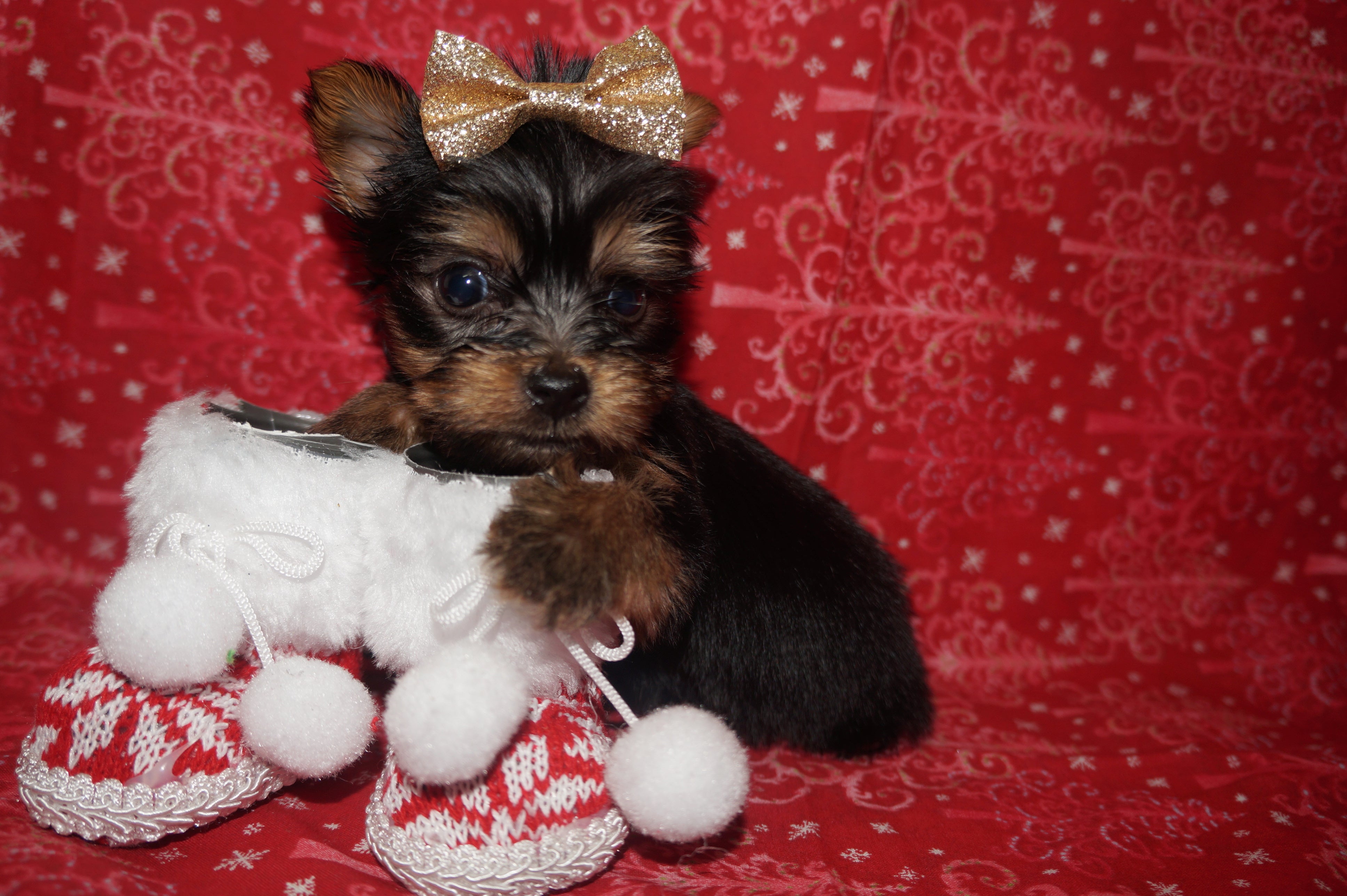 SOLD!! Hector TEACUP  Yorkshire Terrier Yorkie Black And Gold Male Born 10-19-2022 READY FOR CHRISTMAS!! Click Here For More Info