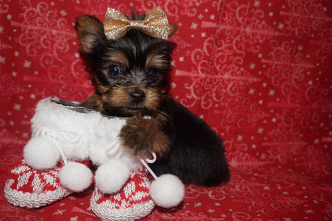 Yorkie Puppies