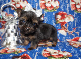 Yorkie Puppies