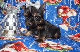 SOLD! Scooter TEACUP  Yorkshire Terrier Yorkie Black And Gold Male Born 10-19-2022 READY FOR CHRISTMAS!! Click Here For More Info