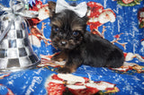 Yorkie Puppies