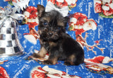SOLD! Scooter TEACUP  Yorkshire Terrier Yorkie Black And Gold Male Born 10-19-2022 READY FOR CHRISTMAS!! Click Here For More Info