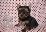 SOLD!! Stella TEACUP  Yorkshire Terrier Yorkie Black And Gold Female Born 10-19-2022 READY FOR CHRISTMAS!! Click Here For More Info