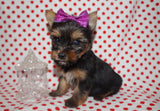 SOLD!! Stella TEACUP  Yorkshire Terrier Yorkie Black And Gold Female Born 10-19-2022 READY FOR CHRISTMAS!! Click Here For More Info