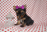 SOLD!! Stella TEACUP  Yorkshire Terrier Yorkie Black And Gold Female Born 10-19-2022 READY FOR CHRISTMAS!! Click Here For More Info