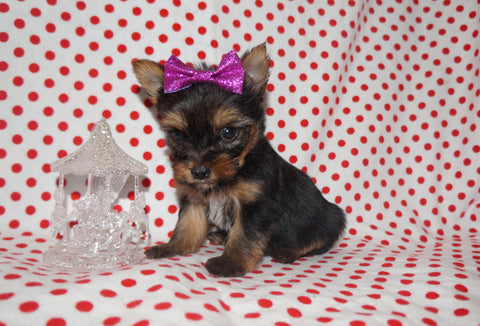 Yorkie Puppies