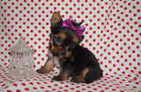 SOLD!! Stella TEACUP  Yorkshire Terrier Yorkie Black And Gold Female Born 10-19-2022 READY FOR CHRISTMAS!! Click Here For More Info