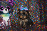 Yorkie Puppies