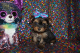 CoCo  Yorkshire Terrier Yorkie  Female Black And Gold Born 12-15-2021 Click Here For More Info