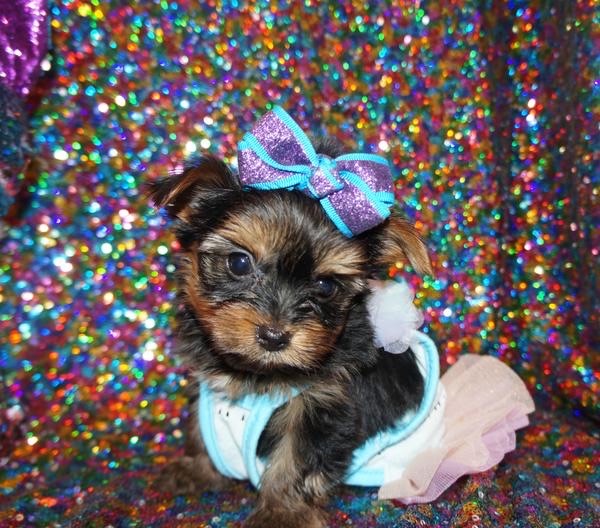CoCo  Yorkshire Terrier Yorkie  Female Black And Gold Born 12-15-2021 Click Here For More Info