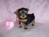 SOLD TO SAM!! Brooklyn  Yorkshire Terrier Yorkie  Female Black And Gold Born 1-8-2022 Click Here For More Info