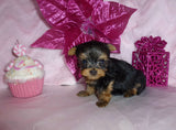 SOLD TO SAM!! Brooklyn  Yorkshire Terrier Yorkie  Female Black And Gold Born 1-8-2022 Click Here For More Info