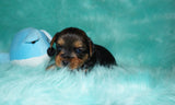SOLD TO SHERRIE HARDBECK!! PICK UP 9/5 Nate Yorkshire Terrier Yorkie Male Born 7-10-2022 Click This Line For More Info