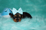 SOLD TO SHERRIE HARDBECK!! PICK UP 9/5 Nate Yorkshire Terrier Yorkie Male Born 7-10-2022 Click This Line For More Info