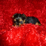 SOLD TO MS.JEAN!! JayJay  Yorkshire Terrier Yorkie Black And Gold Male Born 12-23-2022 Click This Line for more