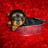 Yorkie Puppies